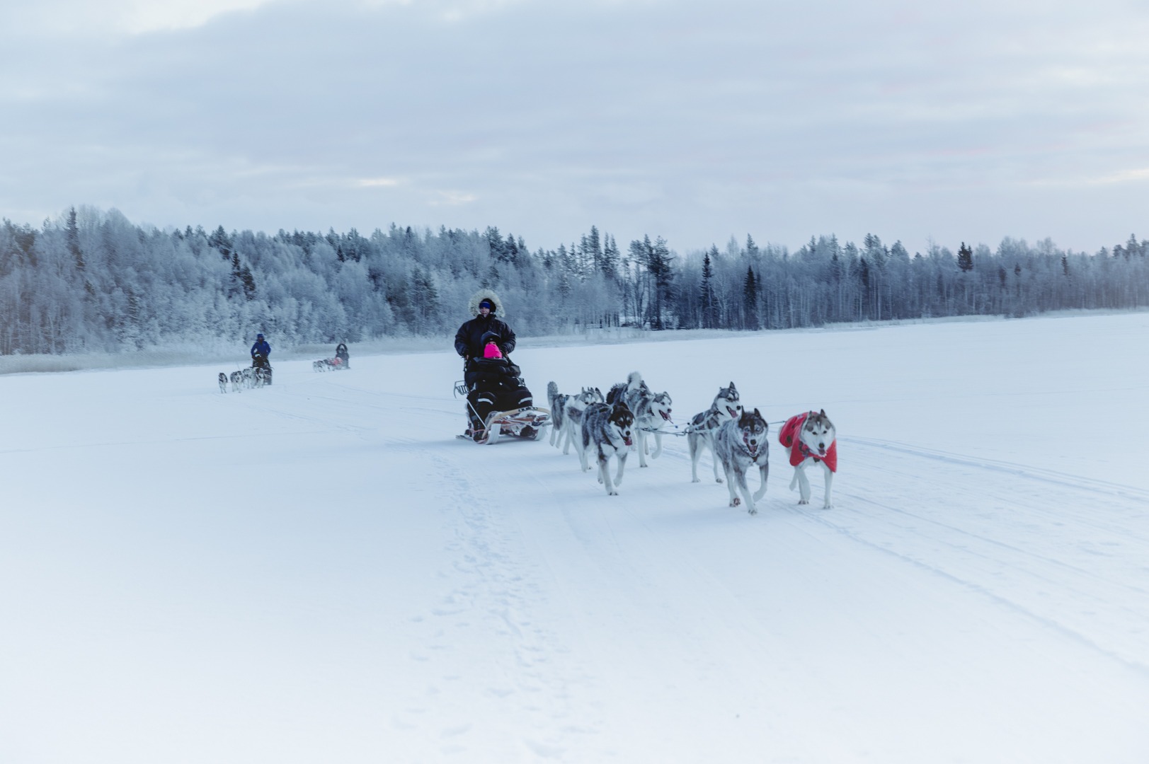 Piteå Sleddog Tours